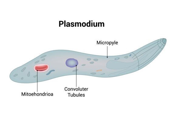 Plasmodium Parasite Structure Labeled